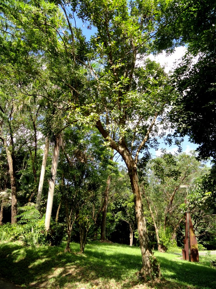 San Juan Botanical Garden (Botanical Garden of the University of Puerto Rico), Río Piedras, Puerto Rico.
