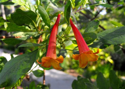 Tecoma fulva subsp. arequipensis at Quail Botanical Gardens in Encinitas, California, USA.