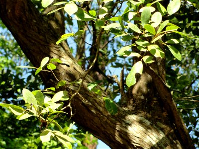 San Juan Botanical Garden (Botanical Garden of the University of Puerto Rico), Río Piedras, Puerto Rico. photo