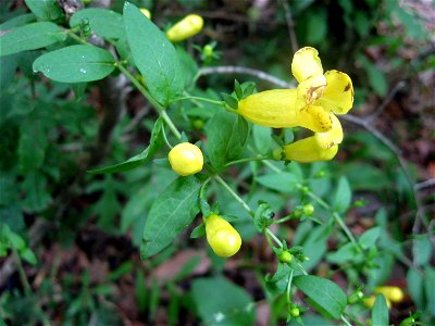 Aureolaria patula, sandy alluvial forest along the Locust Fork of the Black Warrior River, Blount County, Alabama.
