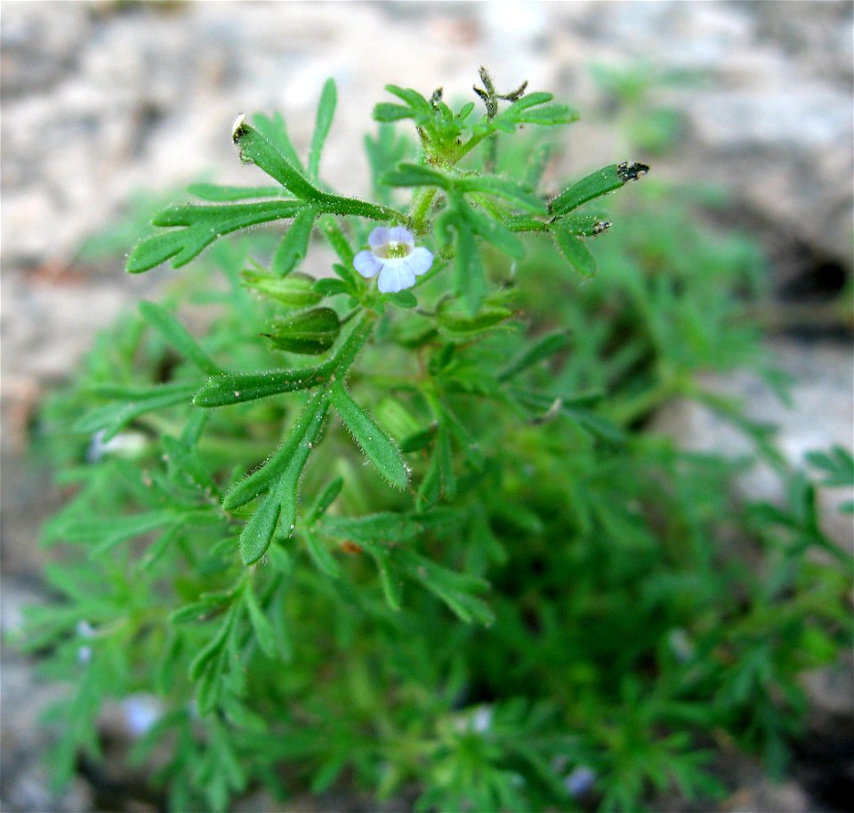 Leucospora multifida, limestone riverscour of the Cumberland River, Montgomery County, Tennessee.