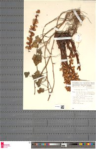 Orobanche hederae