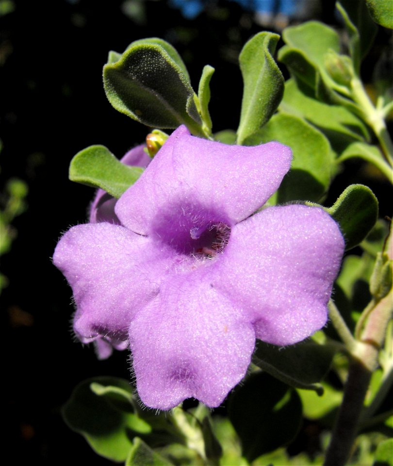 Leucophyllum langmaniae 'Lynn's Legacy' in the Water Conservation Garden at Cuyamaca College, El Cajon, California, USA. Identified by sign.
