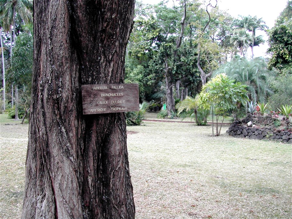 Tabebuia pallida dans le Jardin de l'État de Saint-Denis.