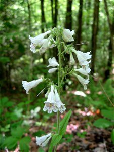 Penstemon brevisepalus, open woods on the surface of the Cumberland Plateau above the Big South Fork of the Cumberland River, Scott County, Tennessee.