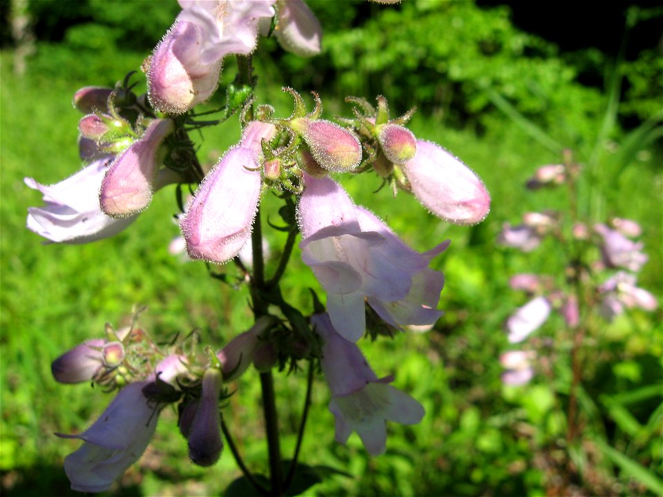 Penstemon calycosus, roadside prairie remnant in Butler County, Kentucky.