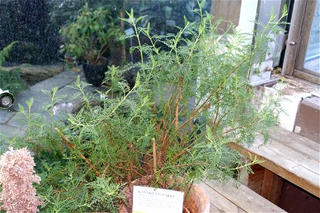 Botanical specimen in the Bergianska trädgården - Stockholm, Sweden. photo