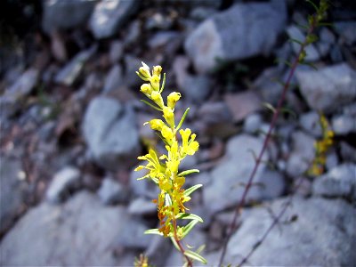 Image:Odontides lutea.jpg
My own work

Castelltallat, Catalonia.September 17 2006