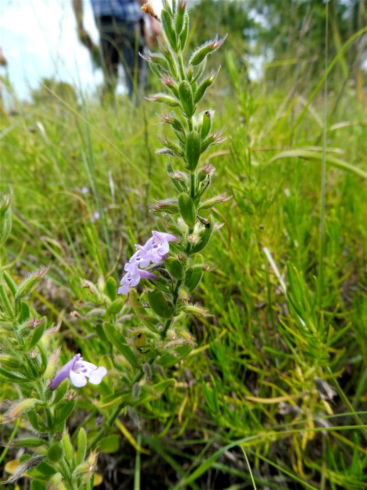 Hedeoma reverchonii, dry rocky prairie at Tandy Hills Natural Area, Tarrant County, Texas.