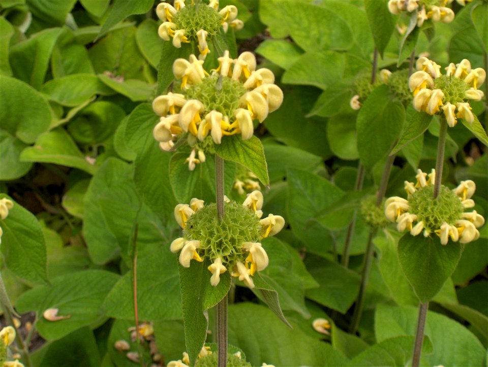 Phlomis russeliana
