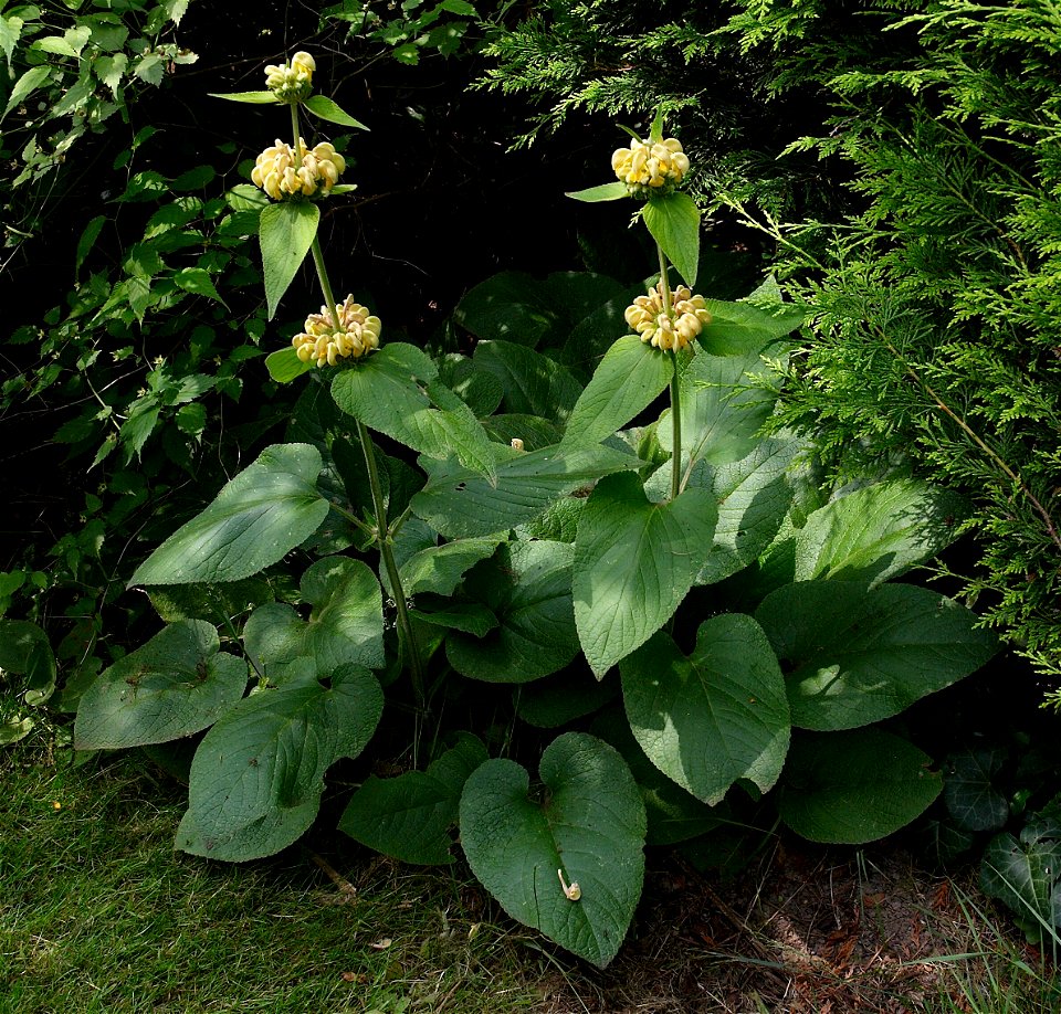 Phlomis russeliana. This photo has been taken in Belgium.