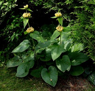 Phlomis russeliana. This photo has been taken in Belgium. photo