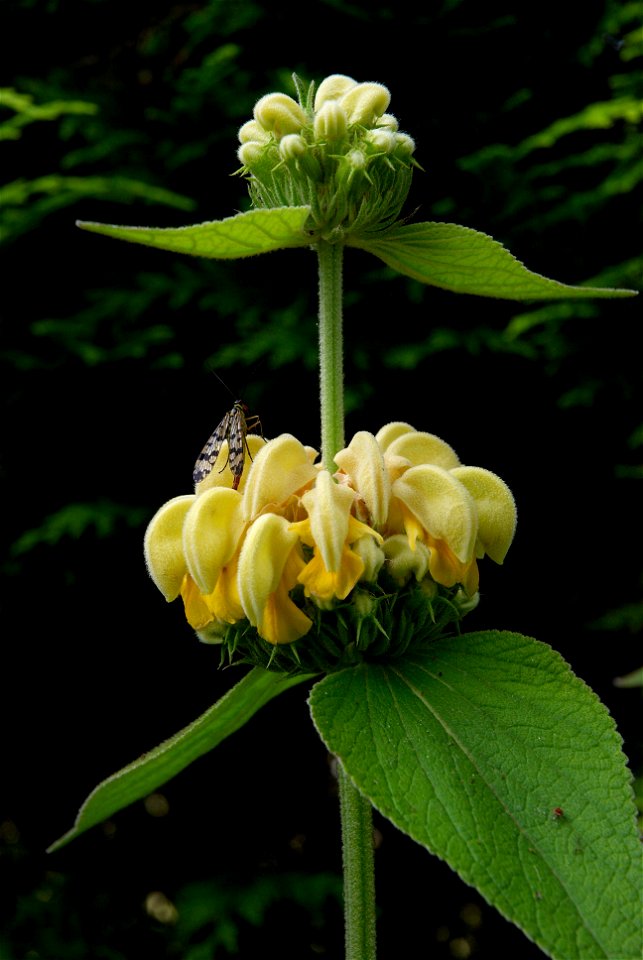 Phlomis russeliana. This photo has been taken in Belgium.
