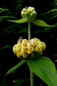 Phlomis russeliana. This photo has been taken in Belgium. photo