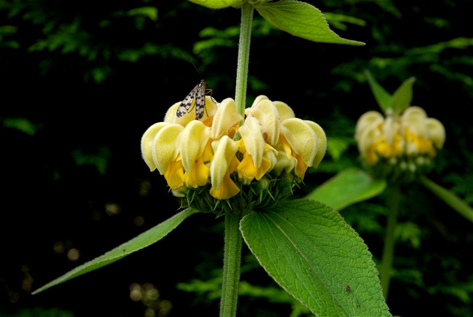 Phlomis russeliana with insect. This photo has been taken in Belgium.