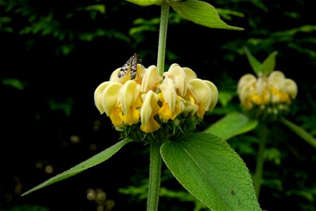 Phlomis russeliana with insect. This photo has been taken in Belgium. photo