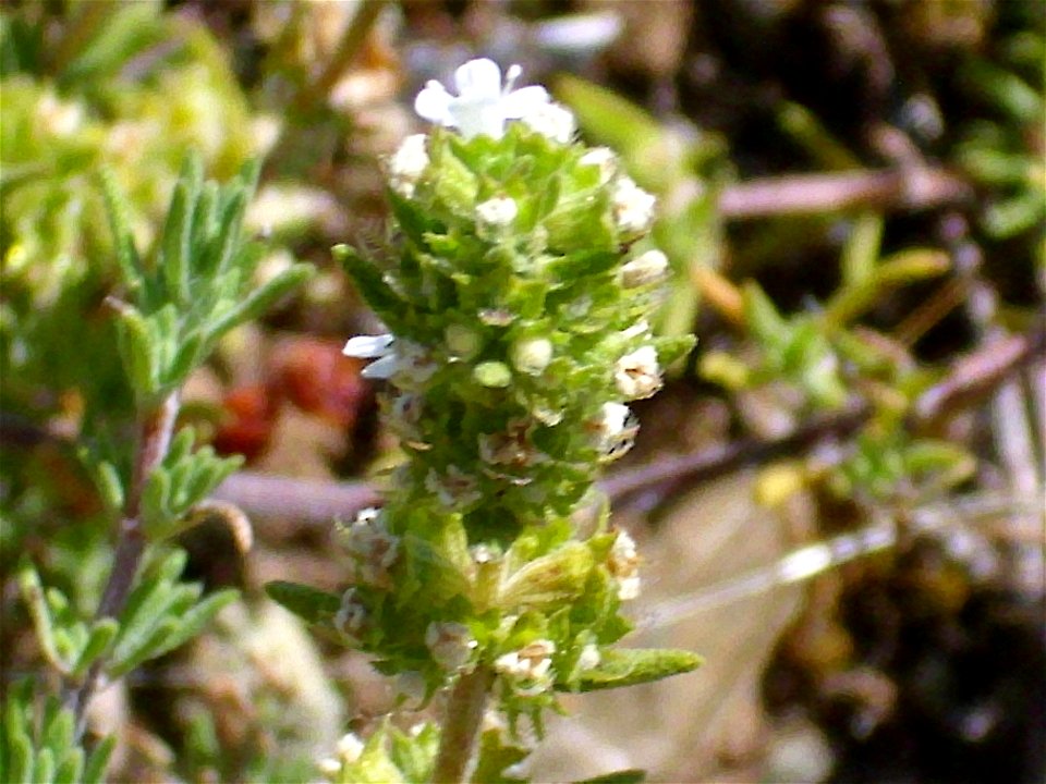 Thymus zygis subsp. sylvestris semi mature inflorescence, Valle de Alcudia, Spain
