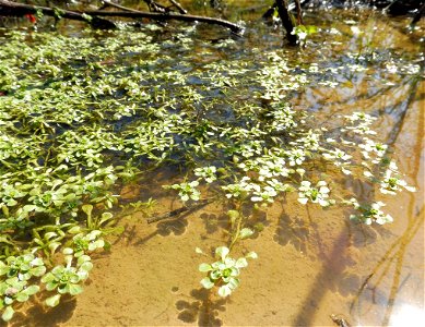 Callitriche heterophylla, growing abundantly in a sunny pond in the eastern Highland Rim of Tennessee.