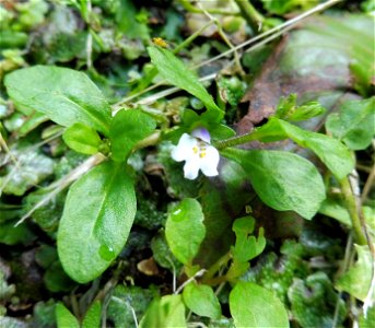 Mazus pumilus var. pumilus, growing on a mossy boulder at the edge of a forest. Located near Jōchi-ji, Kamakura, Kanagawa Prefecture, Japan.