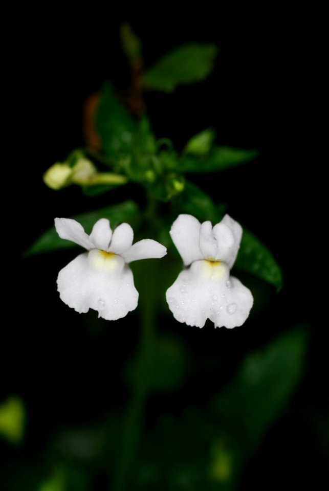 Two flowers of Nemesia floribunda