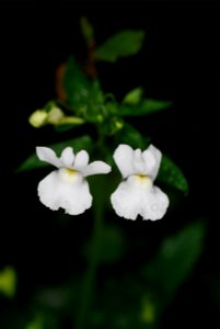 Two flowers of Nemesia floribunda