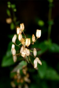 Seed pods of Nemesia floribunda growing in Dunedin Botanic Garden, New Zealand