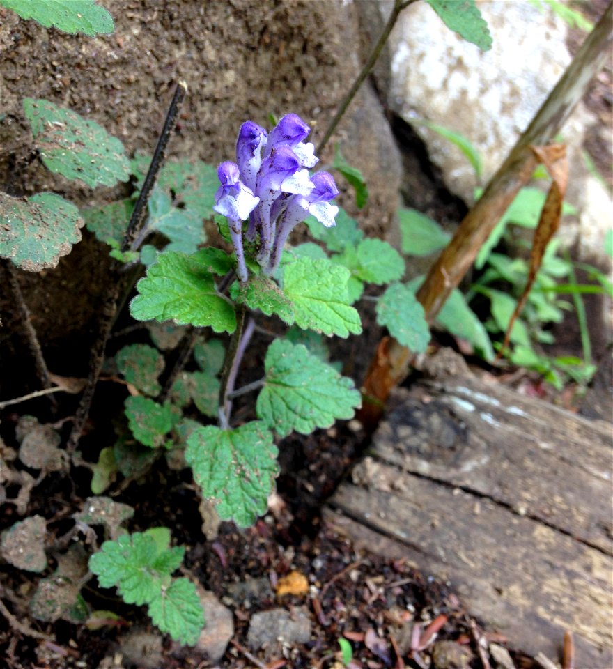 Scutellaria brachyspica, trail through rocky forest at base of Mount Ōyama, Isehara, Kanagawa, Japan.