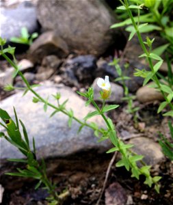 Gratiola brevifolia, muddy edge of Justicia americana thickets on Glover River at the confluence of east and west forks, McCurtian County, Oklahoma.