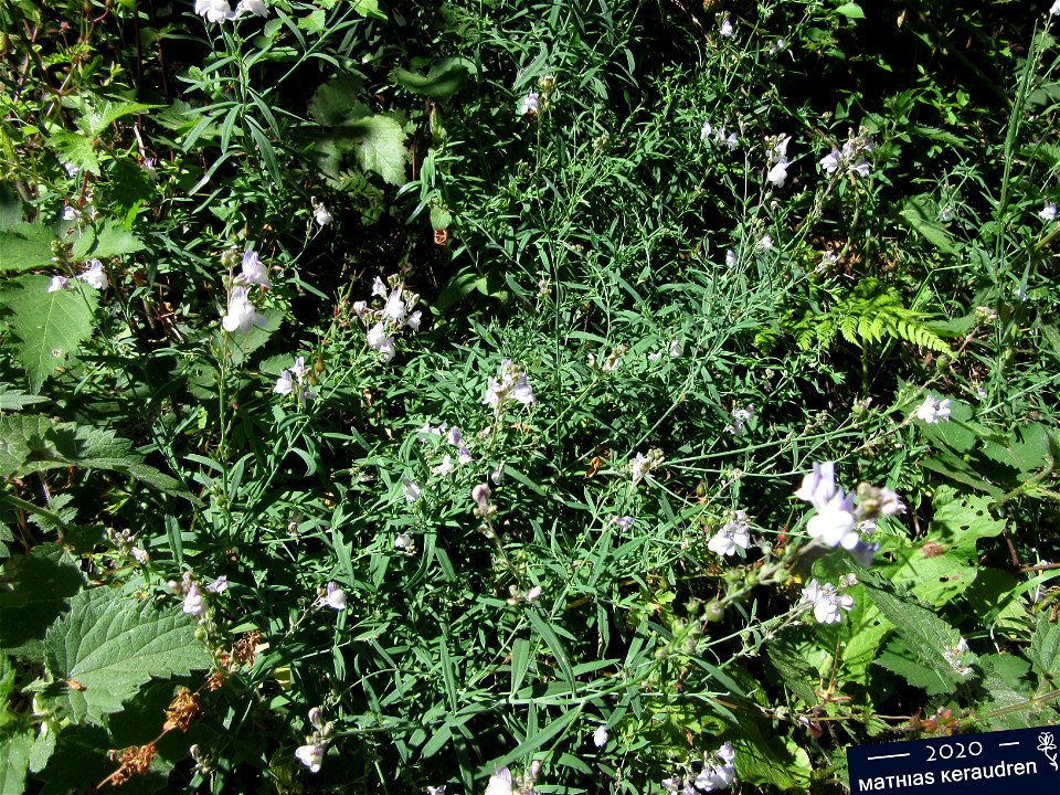 Plant in Milizac, FRANCE