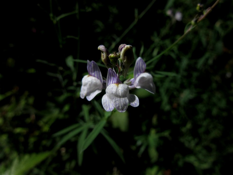 Plant in Milizac, FRANCE