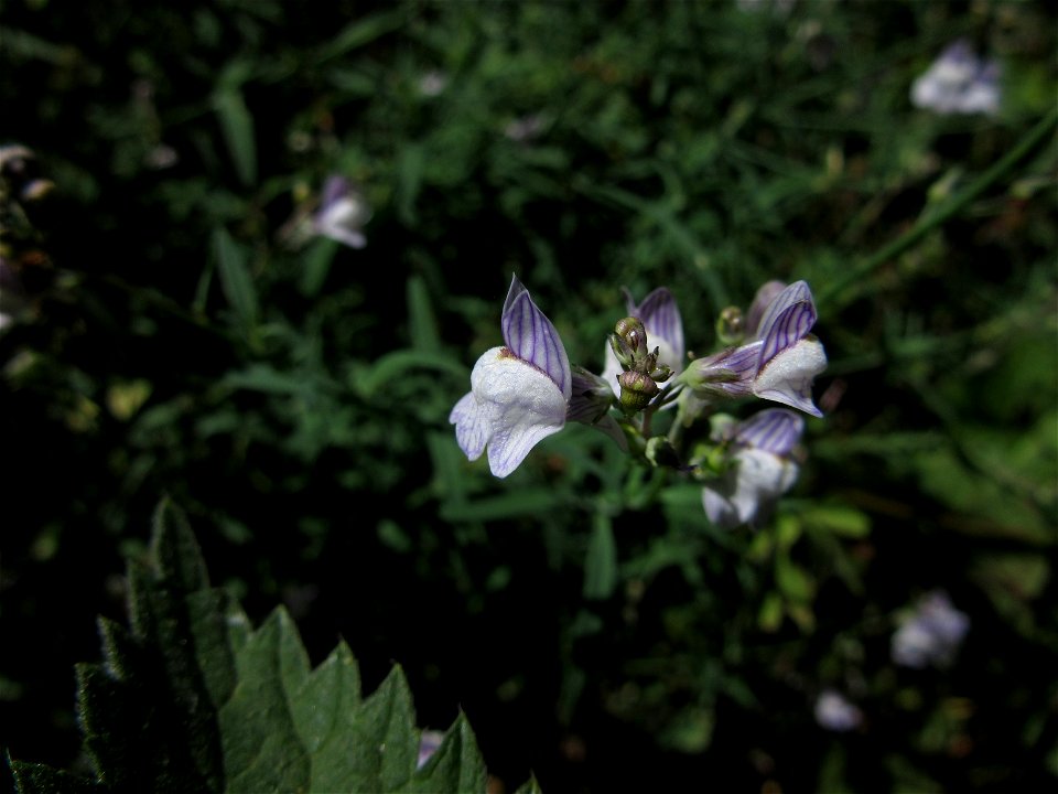 Plant in Milizac, FRANCE