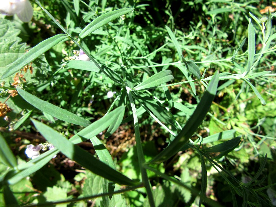 Plant in Milizac, FRANCE