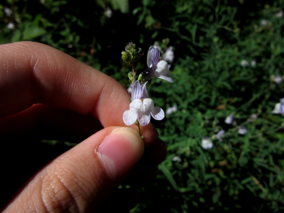 Plant in Milizac, FRANCE