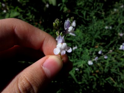 Plant in Milizac, FRANCE