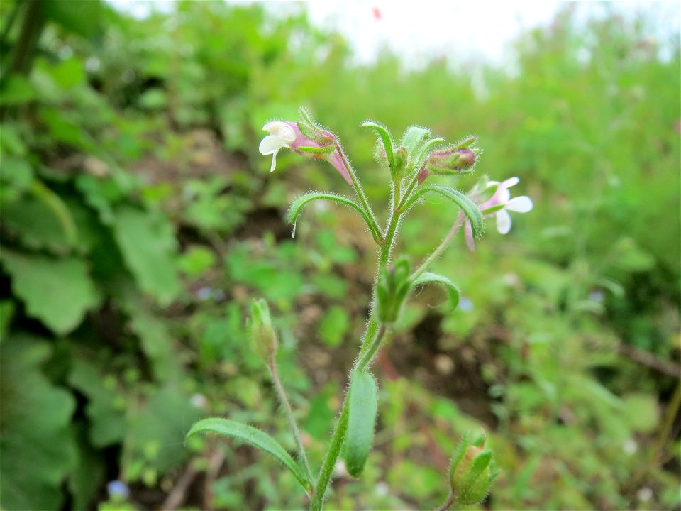 Kleines Leinkraut (Chaenorhinum minus) auf einem Schuttplatz in Hockenheim
