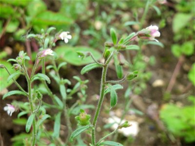 Kleines Leinkraut (Chaenorhinum minus) auf einem Schuttplatz in Hockenheim