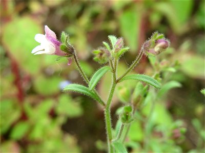Kleines Leinkraut (Chaenorhinum minus) auf einem Schuttplatz in Hockenheim