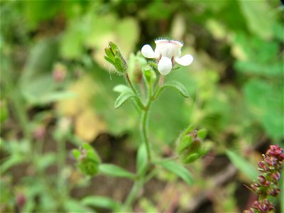 Kleines Leinkraut (Chaenorhinum minus) auf einem Schuttplatz in Hockenheim