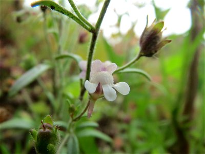 Kleines Leinkraut (Chaenorhinum minus) auf einem Schuttplatz in Hockenheim