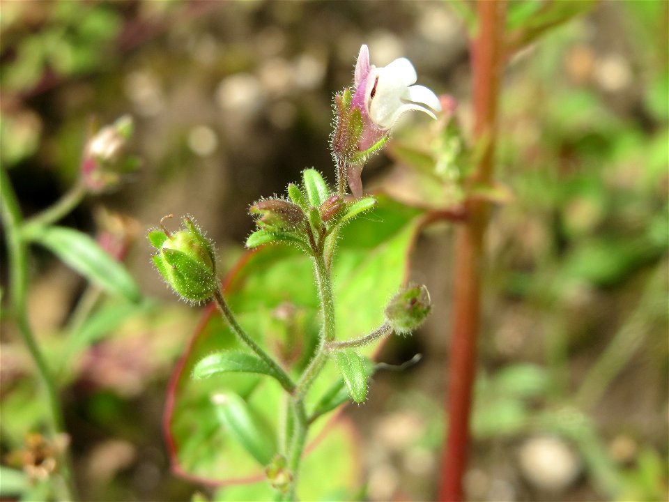 Kleines Leinkraut (Chaenorhinum minus) auf einem Schuttplatz in Hockenheim