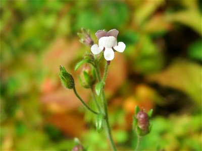 Kleines Leinkraut (Chaenorhinum minus) auf einem Schuttplatz in Hockenheim