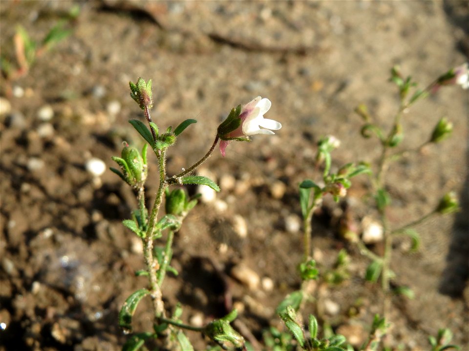 Kleines Leinkraut (Chaenorhinum minus) auf einem Schuttplatz in Hockenheim