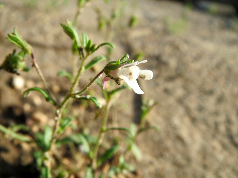 Kleines Leinkraut (Chaenorhinum minus) auf einem Schuttplatz in Hockenheim