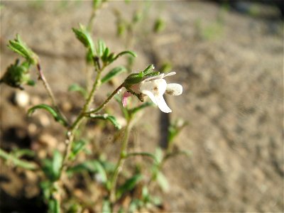 Kleines Leinkraut (Chaenorhinum minus) auf einem Schuttplatz in Hockenheim