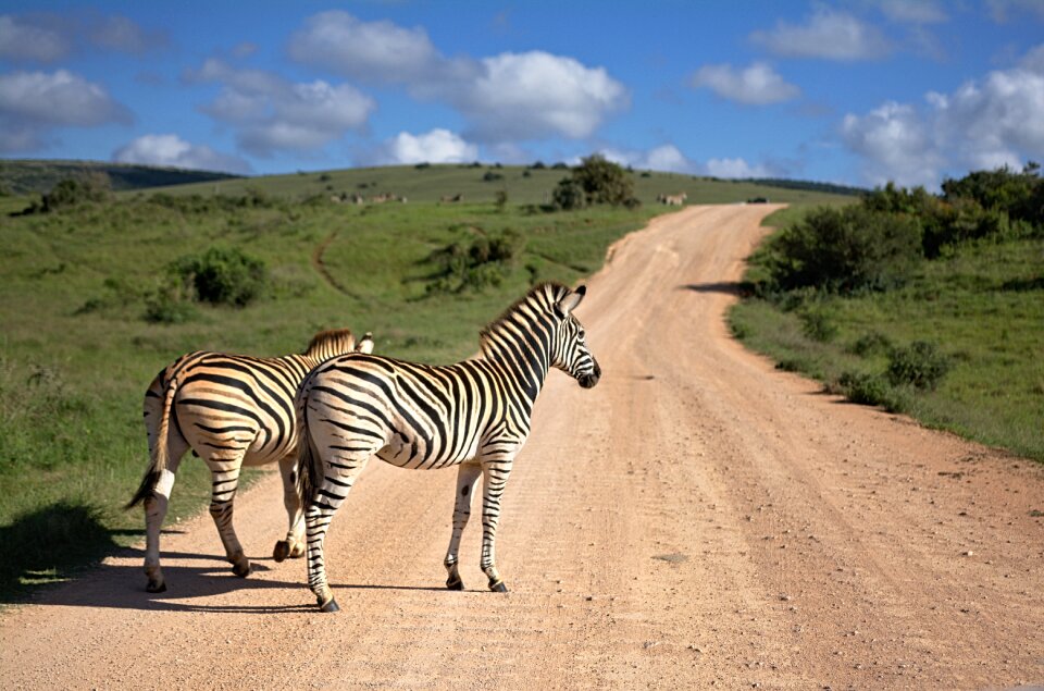Animal nature stripes