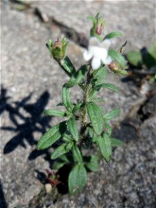 Ritzenbotanik: Kleines Leinkraut (Chaenorhinum minus) am Bahnhof Kirkel