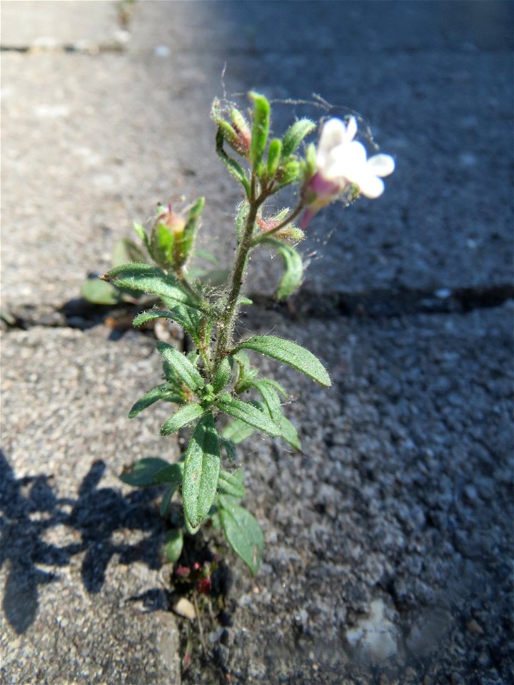 Ritzenbotanik: Kleines Leinkraut (Chaenorhinum minus) am Bahnhof Kirkel