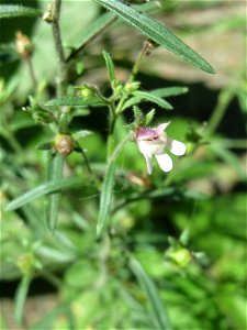 Ritzenbotanik: Kleines Leinkraut (Chaenorhinum minus) in Sankt Arnual