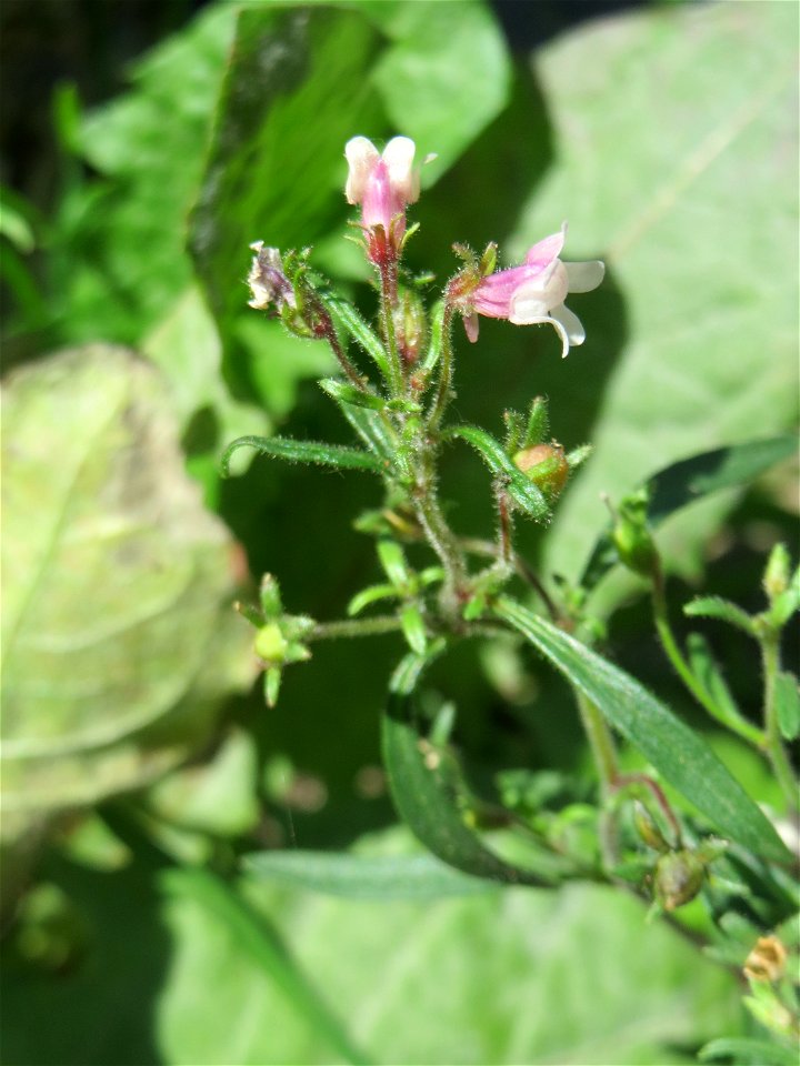 Ritzenbotanik: Kleines Leinkraut (Chaenorhinum minus) in Sankt Arnual