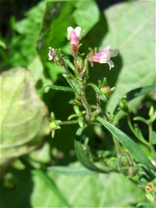 Ritzenbotanik: Kleines Leinkraut (Chaenorhinum minus) in Sankt Arnual